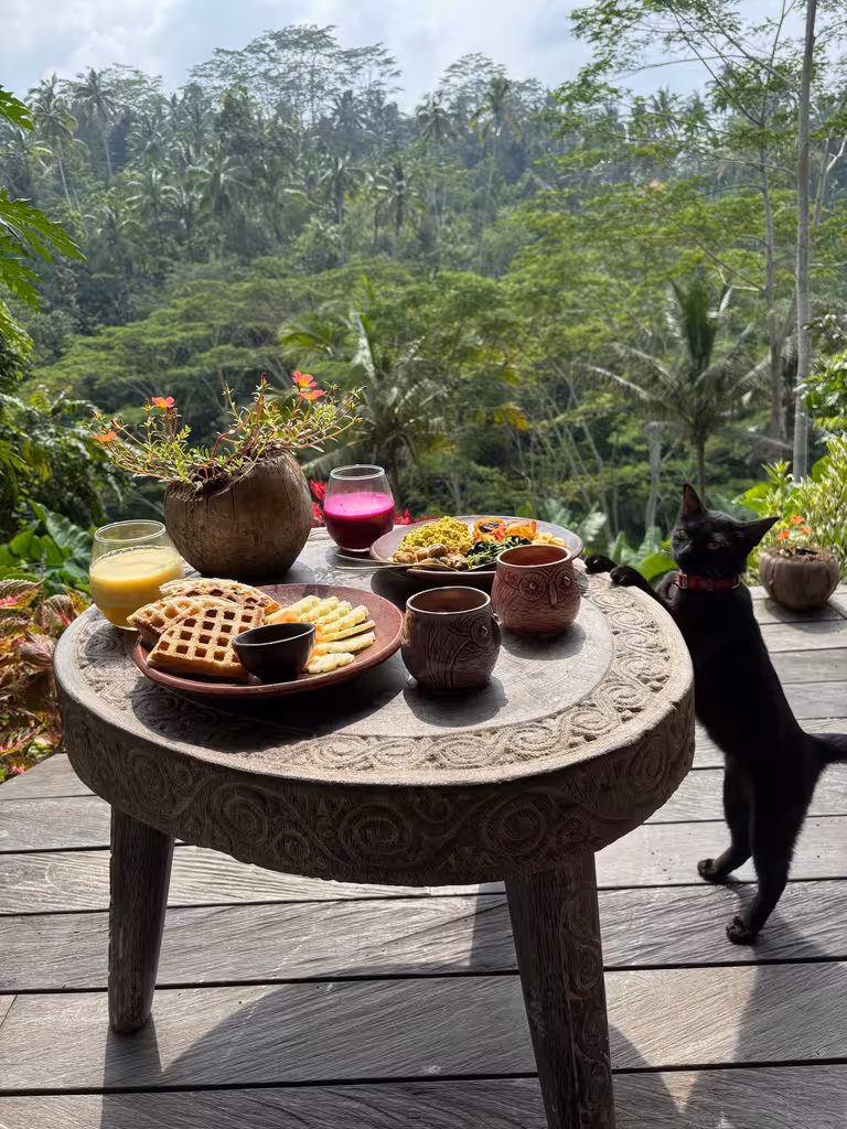 Breakfast with a view and a cat