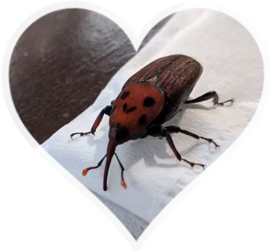 smiling insect